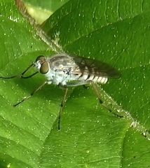 Ozodiceromyia notata