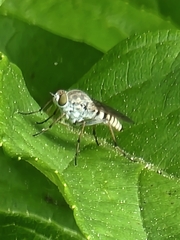 Ozodiceromyia notata