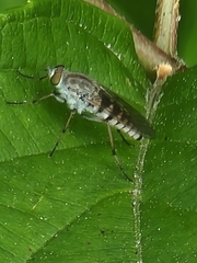 Ozodiceromyia notata