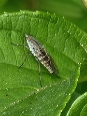 Ozodiceromyia notata