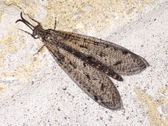 Brachynemurus nebulosus