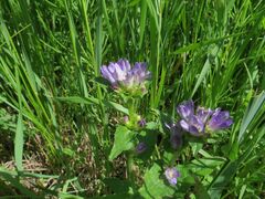 Campanula glomerata farinosa