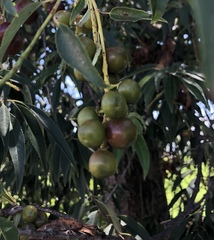 Prunus serotina capuli