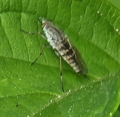 Ozodiceromyia notata