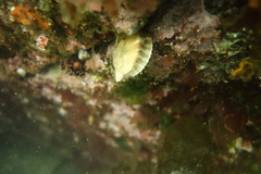 Chlamys hastata