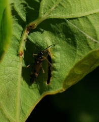 Cyllecoris histrionius