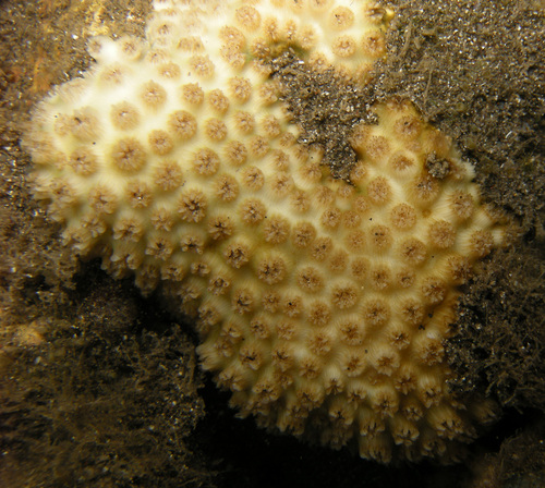 Cyphastrea agassizi observed 2022-06-17