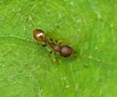 Temnothorax schaumii