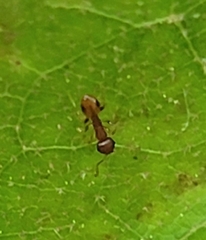 Temnothorax schaumii