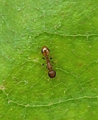 Temnothorax schaumii