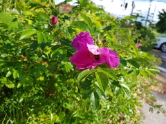 Rosa rugosa