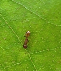 Temnothorax schaumii