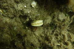 Chlamys hastata