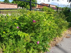 Rosa rugosa