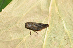Aphrophora major