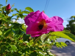 Rosa rugosa