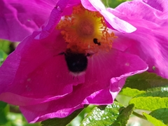 Bombus hypnorum