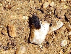 Graptopeltus validus