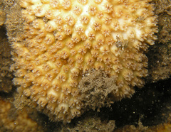 Cyphastrea agassizi