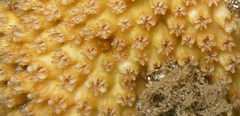 Cyphastrea agassizi