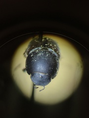 Colobopterus erraticus