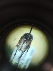 Colobopterus erraticus