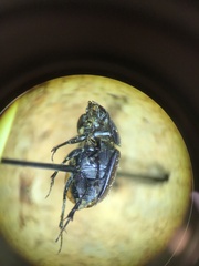 Colobopterus erraticus