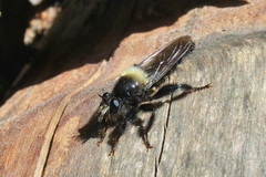 Laphria ephippium