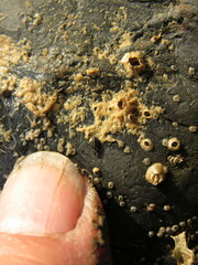 Diaulota alaskana