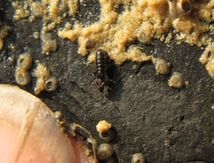 Diaulota alaskana
