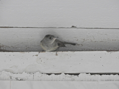Sylvia atricapilla gularis
