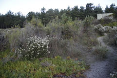 Carpobrotus edulis edulis