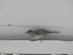Sylvia atricapilla gularis