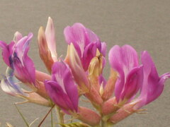 Astragalus missouriensis