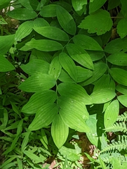 Polygonatum biflorum