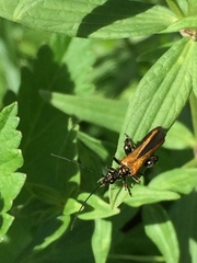 Oedemera femorata