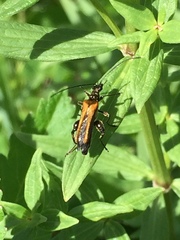 Oedemera femorata