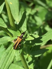 Oedemera femorata