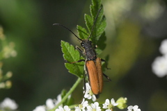 Anastrangalia dubia
