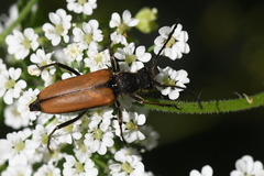 Anastrangalia dubia