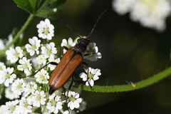 Anastrangalia dubia