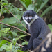 L'Hoest's Monkey - Photo (c) OlegRozhko, some rights reserved (CC BY-NC-ND), uploaded by OlegRozhko