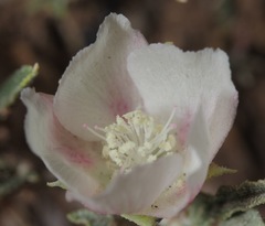 Malvella sagittifolia