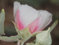 Malvella sagittifolia
