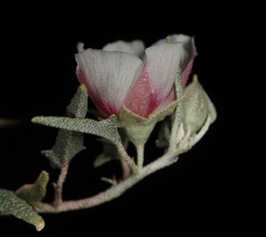 Malvella sagittifolia