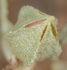 Malvella sagittifolia