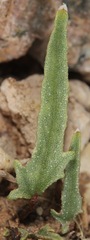 Malvella sagittifolia