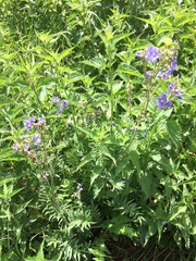 Polemonium caeruleum