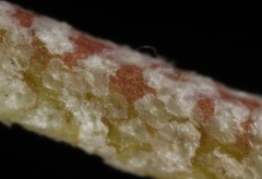 Malvella sagittifolia