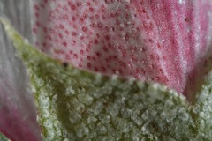 Malvella sagittifolia